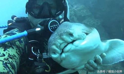 国产小鲨鱼落魄视频,逆境中的生存挑战