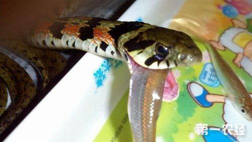 国产大蛇吃蛇视频,一场惊心动魄的蛇蛇盛宴