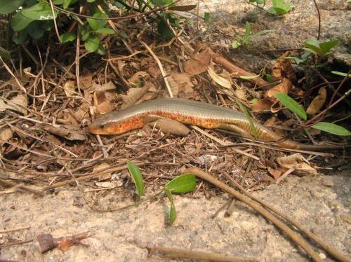 国产蛇宠物咬不咬人视频,咬不咬人，一探究竟