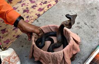 国产捕蛇视频在线观看,揭秘神秘蛇类捕捉技艺