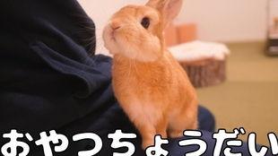 国产侏儒兔好养活吗视频,轻松上手，好养活揭秘