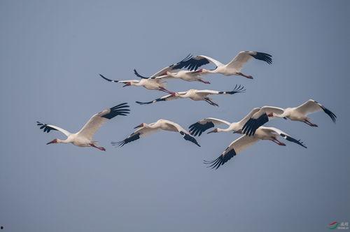 国产白鹤跳舞视频大全