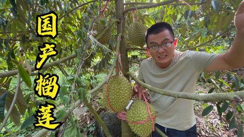 国产榴莲是不是骗局呀视频,骗局还是美味新宠？