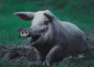 套野生猪视频国产